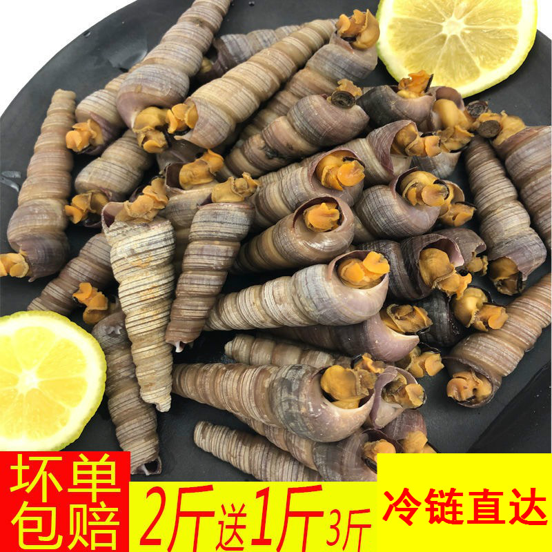 诺斯食美 钉螺鲜活海鲜水产丁螺钉子螺大个钉螺鲜活去尾海螺丝丁 去尾
