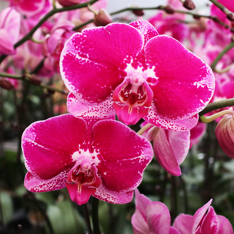 蝴蝶兰花苗盆栽室内观花植物阳台客厅四季好养 花卉盆栽 大财主2