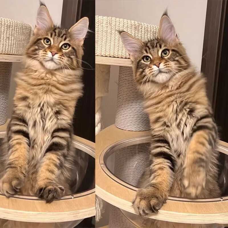 佳朔佳朔【视频选猫】纯种大体型缅因猫活体幼猫宠物猫巨型缅因库恩猫