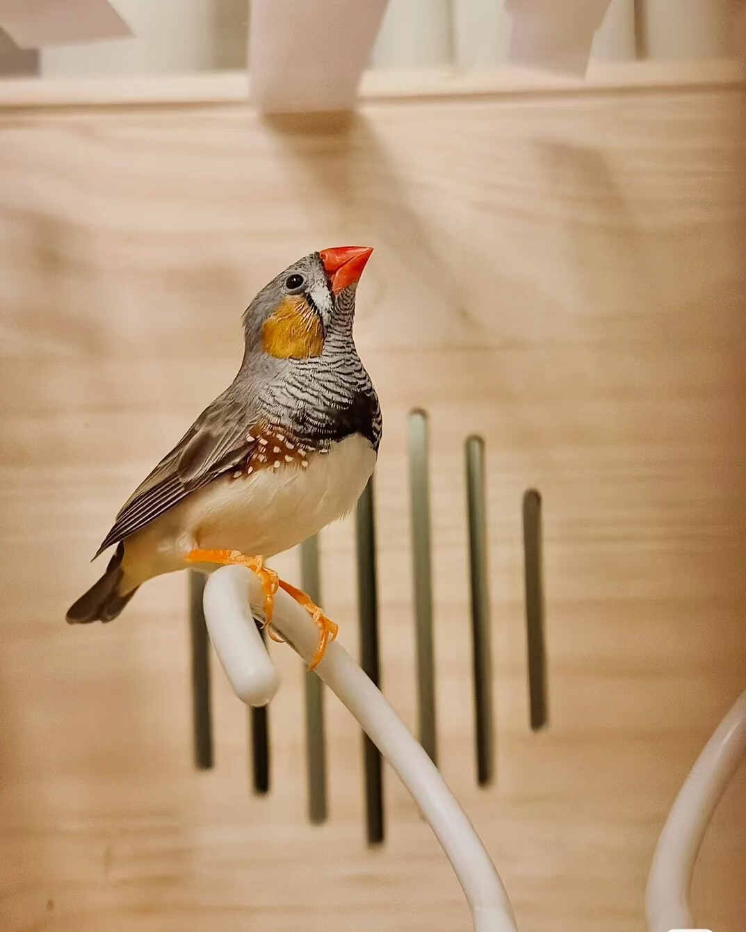 颂呵梵珍珠鸟宠物活物灰七彩灰白珍珠活鸟萌宠物鸟小鸟活体 灰色珍珠