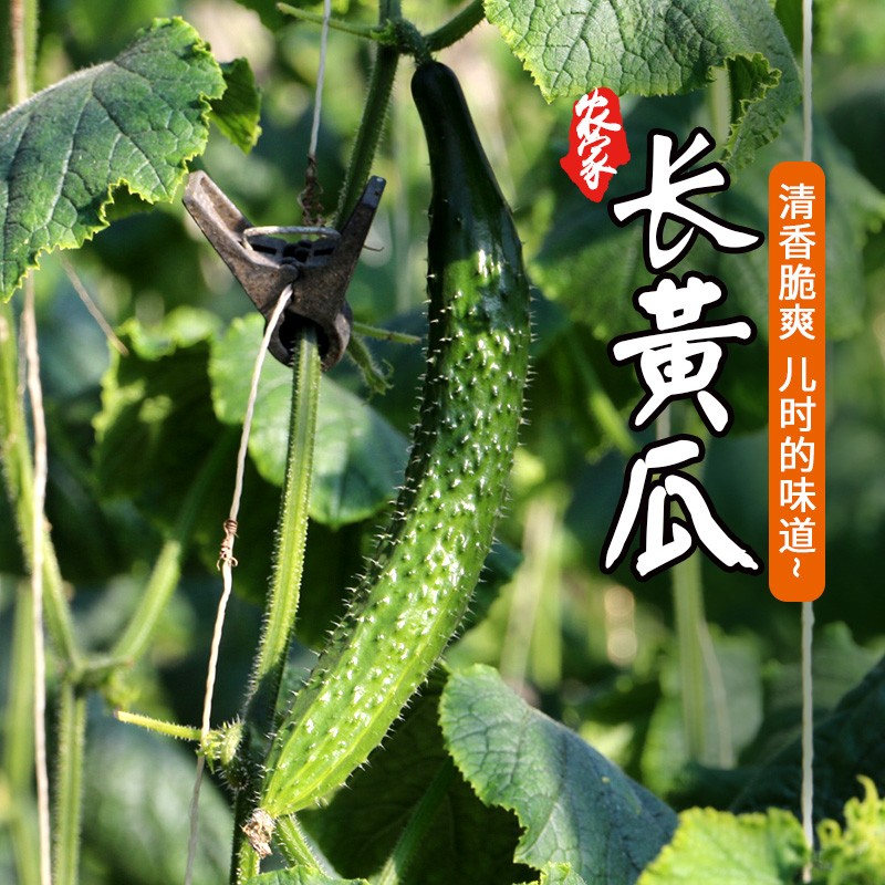 密农人家  长黄瓜 密云农家儿时的味道 绿黄瓜 新鲜蔬菜1.5kg 健康轻食 北京蔬菜