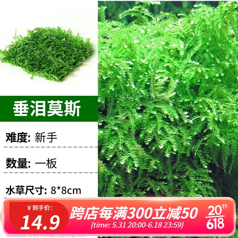 (fksc)莫斯活体水草植物前景套餐懒人阴性莫斯树沉木水榕 垂泪莫斯