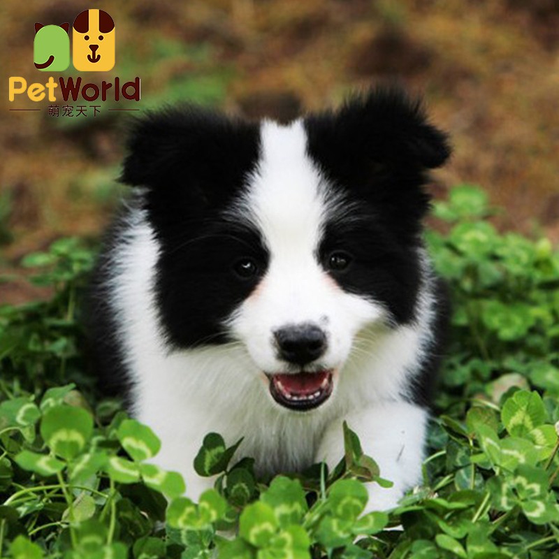 哼嘟(humdu)纯种边牧幼犬赛级边境牧羊犬活体黑白花七白三通智商颜值