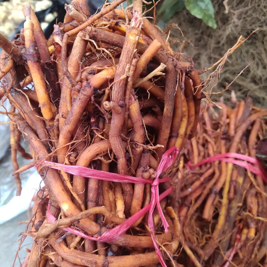 茜草贵州小血藤中药材新鲜草药茜草血见愁破血草红内消 茜草小血藤