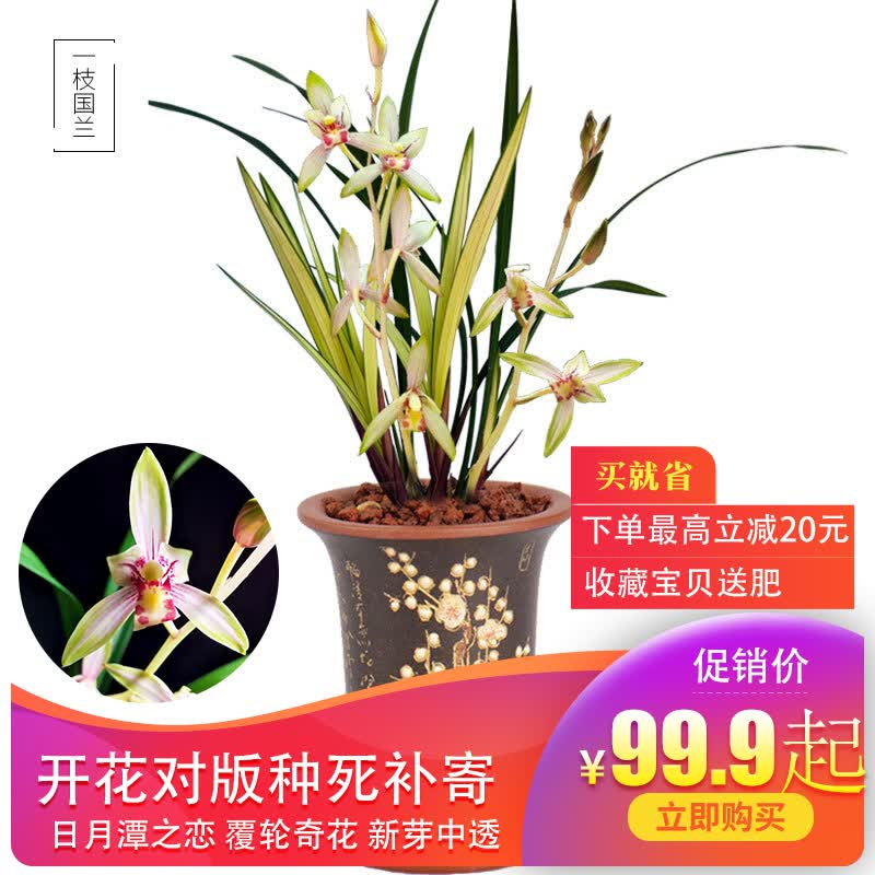 兰花苗带花苞 日月潭之恋 鲜花卉盆栽绿植系列兰花草品种大全好养 5苗