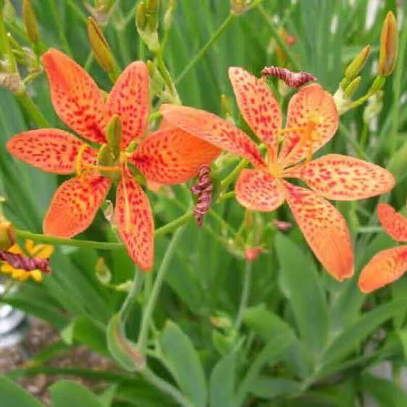 思取新产射干种子材种籽射干籽射干花种子四季可播种可做 射干种子