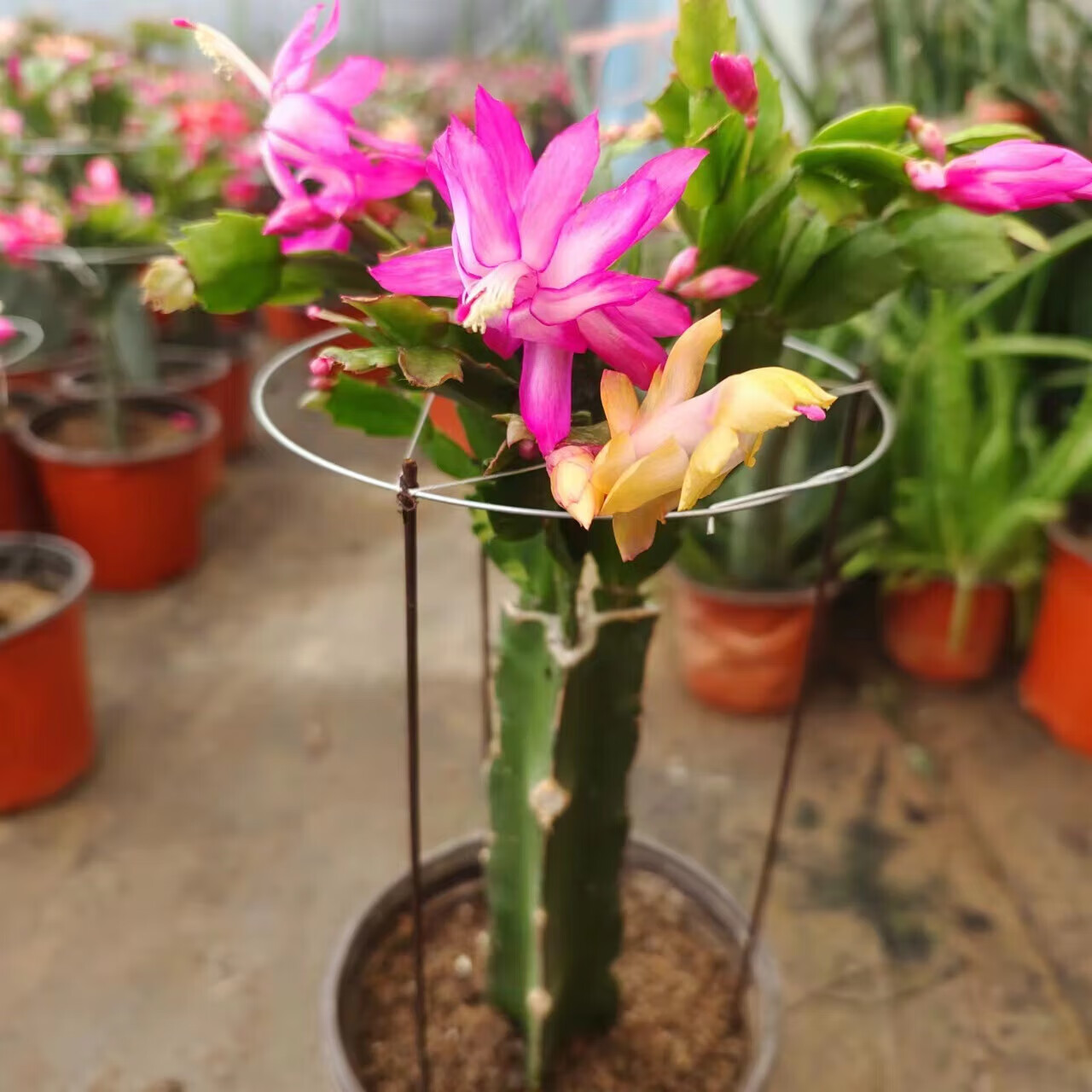 刘不丁仙人掌嫁接蟹爪兰双层嫁接令箭荷花盆栽带花多色四季多肉植物