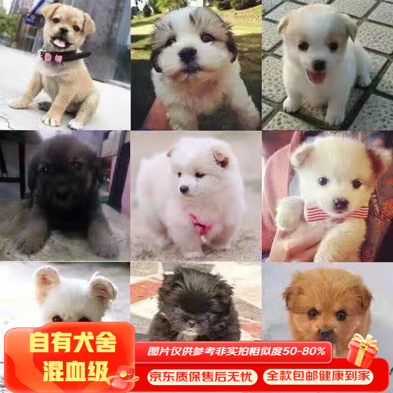 混血中华田园犬土狗混血宠物狗幼犬小狗狗家养小奶狗活体犬 田园级