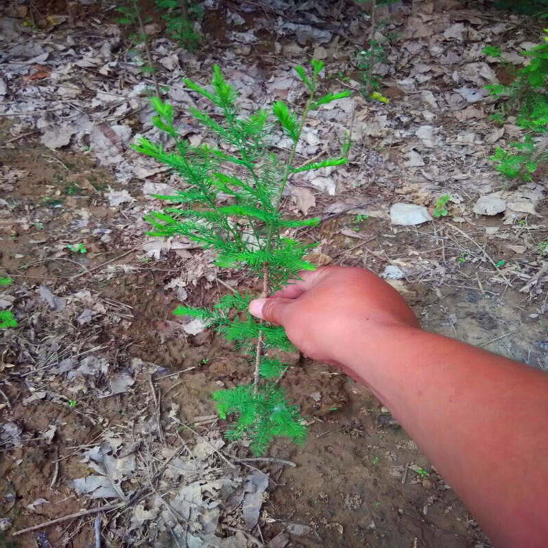 落羽杉 中山杉 池杉 云杉 水杉 墨西哥落羽杉 水杉小苗 红豆杉芗苒