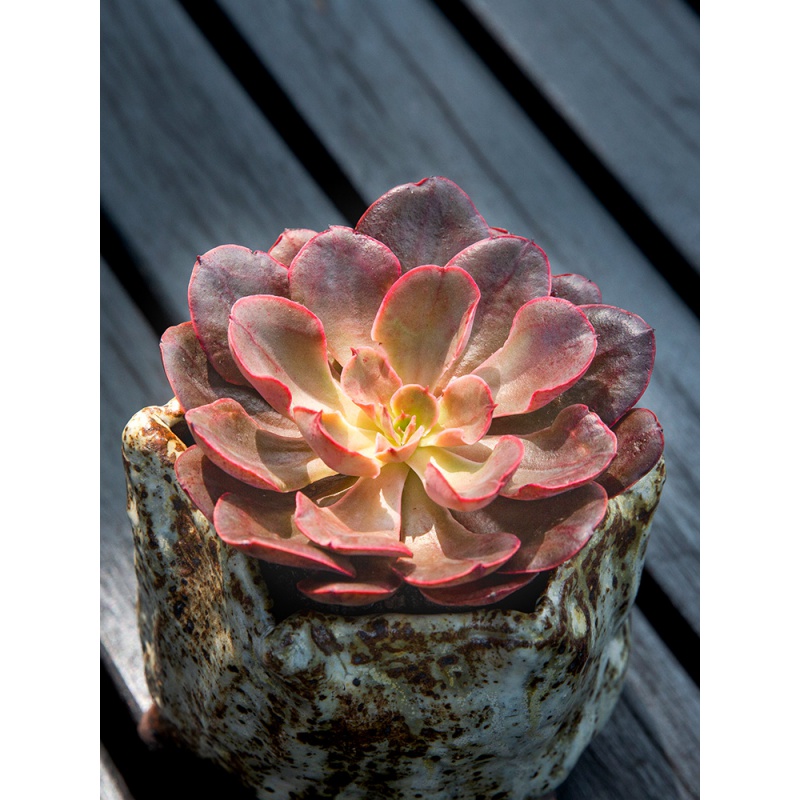 沙维红多肉植物新手好养多肉办公室内阳台精品四季盆栽云南 沙维红单