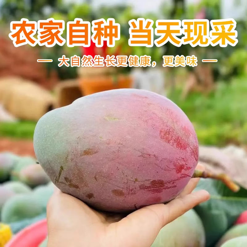 三亚芒果 海南芒果新鲜水果生鲜整箱当季大青皮芒 热带孕妇芒果 5斤装(净果4.5斤)单果201克+