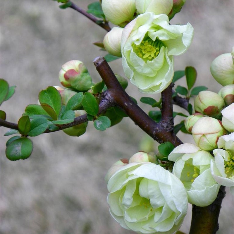 花 绿海棠植物 绿宝石花卉 银长寿耐寒树苗年宵花卉 绿宝石海棠4年 不