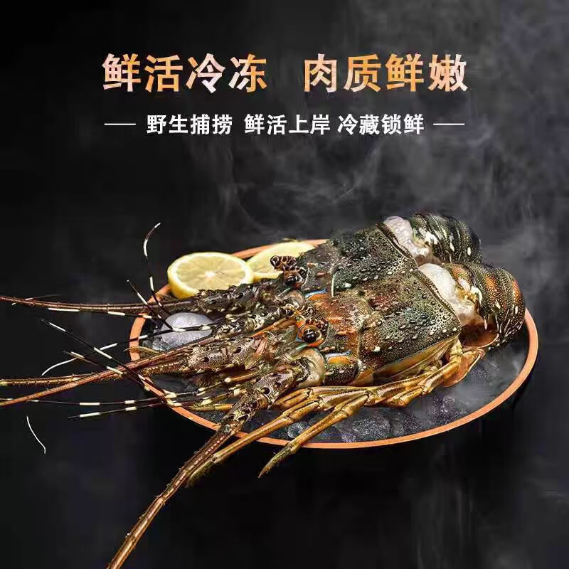 半藍(lán)島【新鮮】小青龍鮮蝦類生海鮮水產(chǎn)大青龍蝦花龍蝦仔送禮佳 1.4-1.6斤裝（ 共2只）冷凍