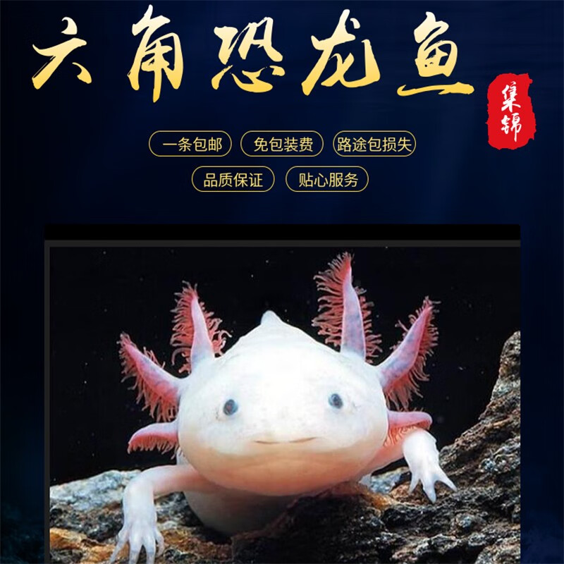 淡水冷水鱼小型观赏鱼水族宠物金鱼锦鲤娃娃鱼龙鱼活体  4-7cm 小白龙