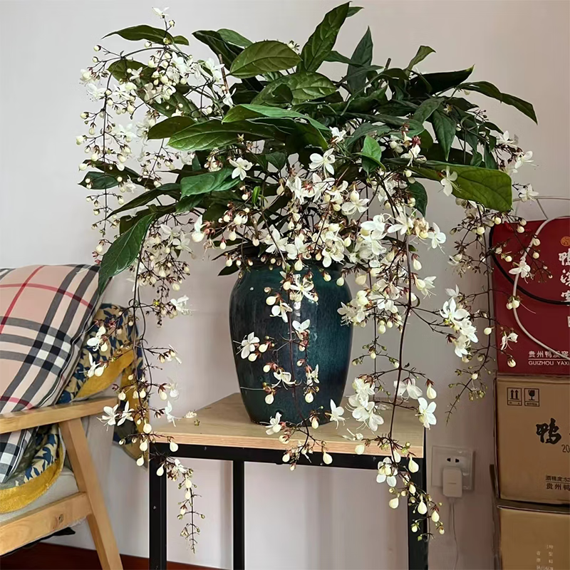 融暖泰国垂丝茉莉带花苞大苗老桩棒棒糖花苗盆栽垂茉莉花卉植物室内花