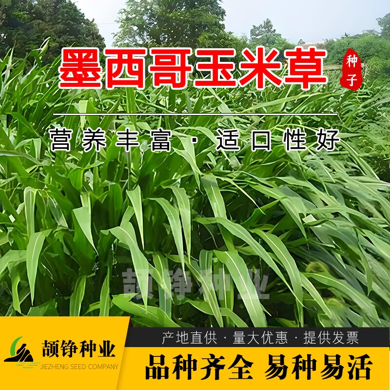 颉铮进口墨西哥玉米草种子籽牧草鱼草四季养殖再生多年生优12牛羊兔子 墨西哥玉米草5斤