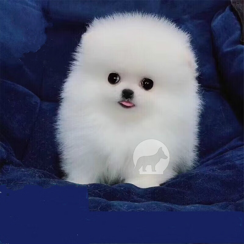 茶杯狗热销榜