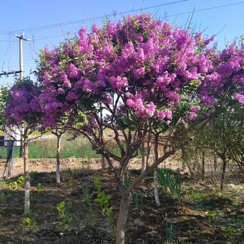 飞沭丁香花树苗庭院别墅花园地栽紫丁香花南北方种植风景绿化树 紫