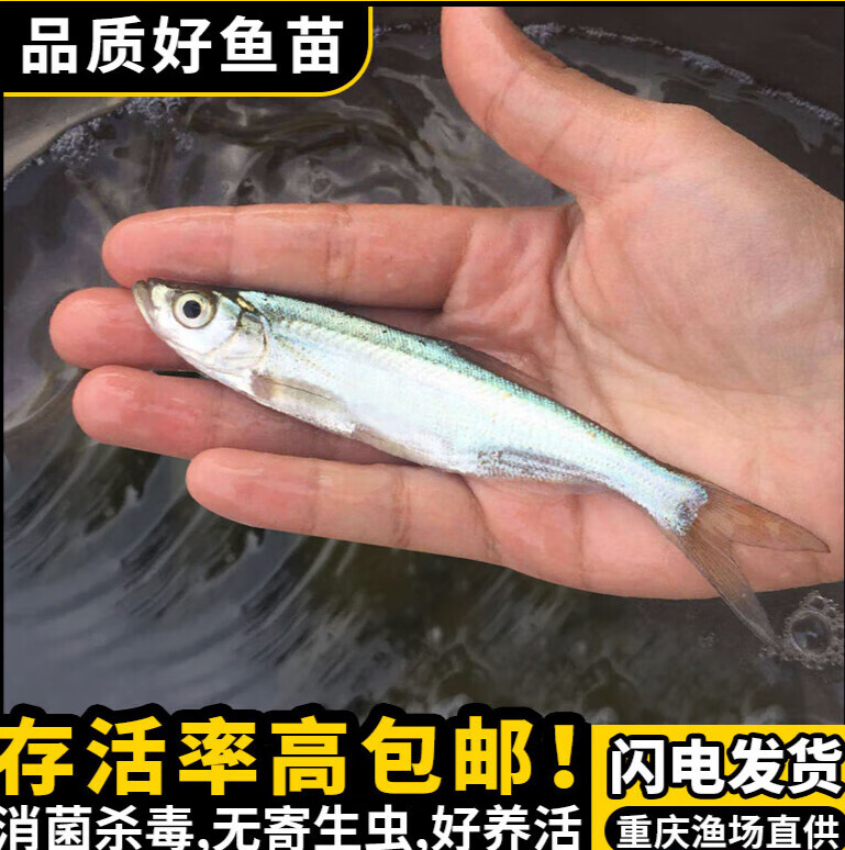 达泽侠翘嘴鱼苗批发淡水米级翘壳红鲌大白刁好养不死四川重庆冷养殖