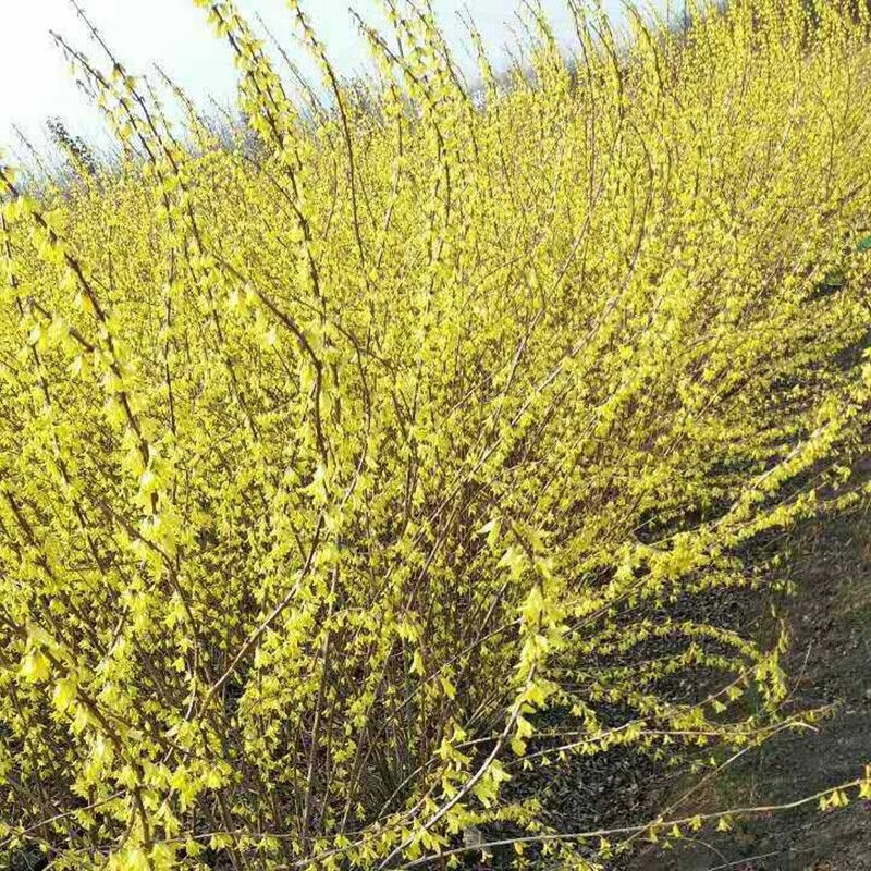 急兔连翘树苗黄老虎树苗盆栽地栽耐寒绿色花卉植物 高40-50厘米50棵