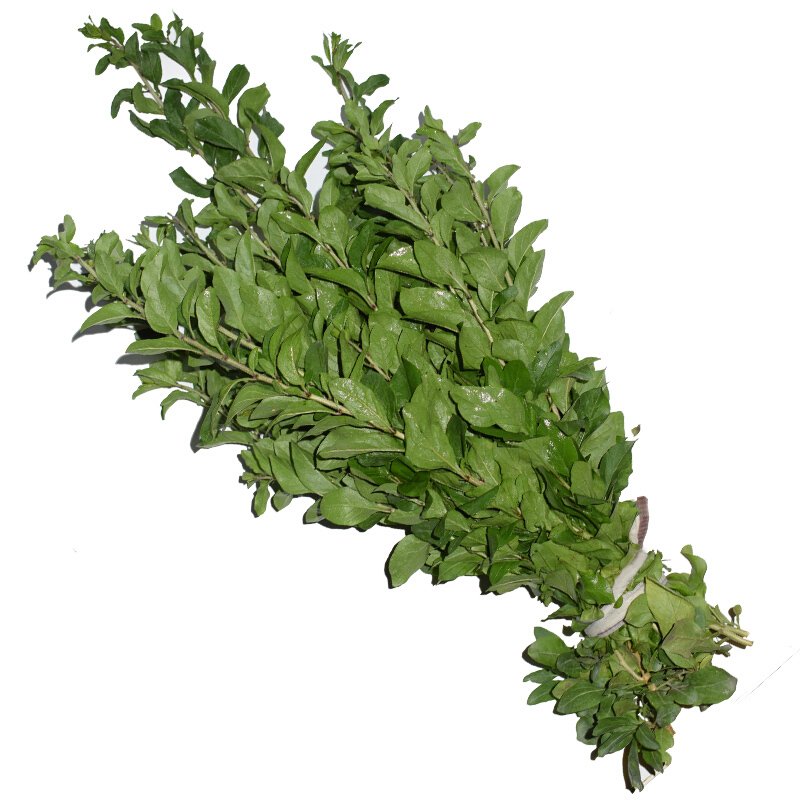 真京 新鲜枸杞叶  地骨皮 野菜枸地芽 枸杞芽叶子 凉拌生烫炖汤食材