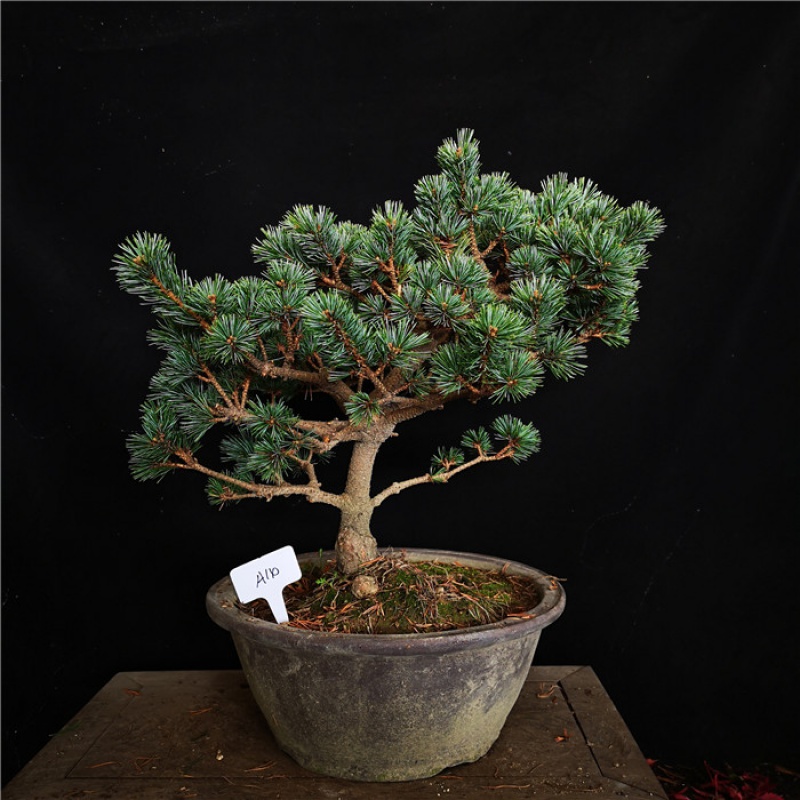 晓浩  绿植精品苍老爆皮精品日本短针五叶松五针松盆景盆栽四季常青