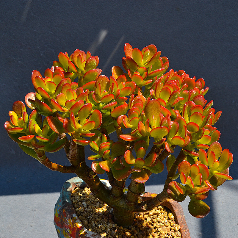 室内云南露养小叶玉树盆栽大老桩多肉花植物组合超萌肉肉 【云南露养