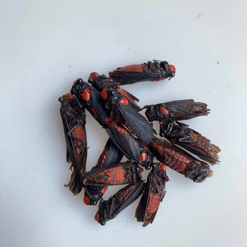 红娘子中药材 荭娘籽 红娘子 昆虫大全 红娘子10g-50g 官方品质100g