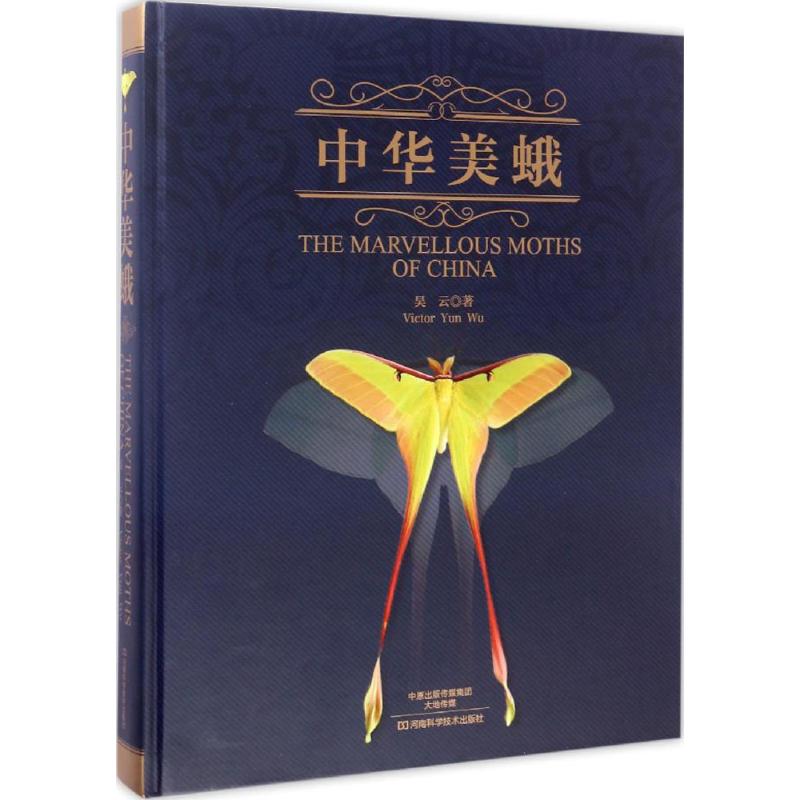 中华美蛾