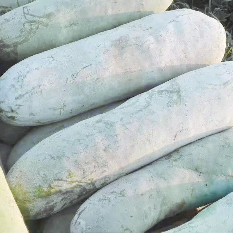 农之子(nongzhizi)白皮大冬瓜种子365粉皮节瓜 365冬瓜种子 10粒装