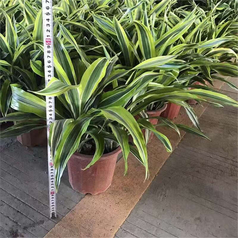 巴西金边美人铁40-50厘米 含盆