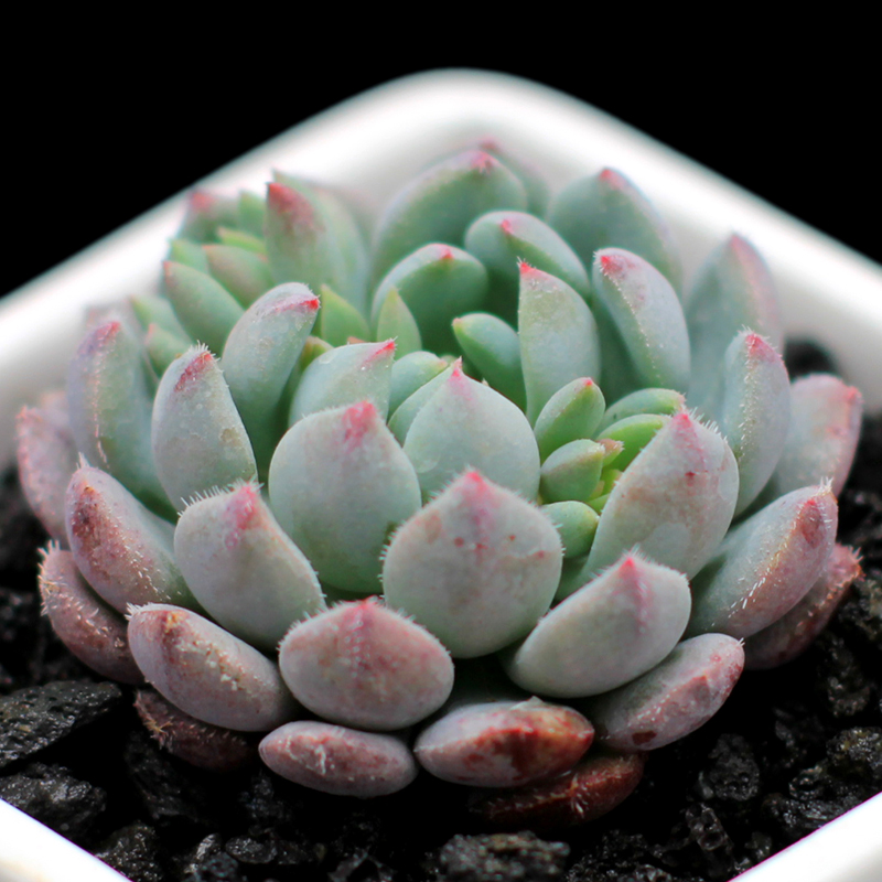 多肉植物 姬小光 多头肉肉 办公室内桌面趣味美观绿植 群生姬小光