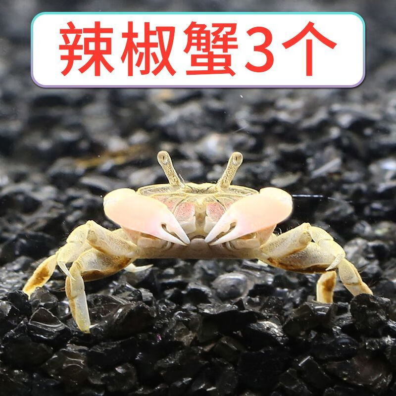 1迷你辣椒蟹豆豆蟹鱼缸宠物活体观赏蟹小螃蟹桌面宠物 迷你蟹三只
