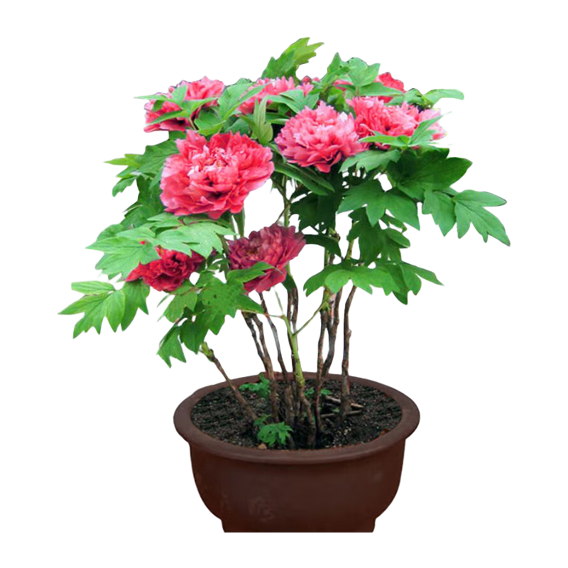 歐悟帶芽正宗牡丹花樹苗大花重瓣牡丹花盆栽耐寒花卉庭院陽臺盆栽地栽 紅色牡丹花苗5-7分枝
