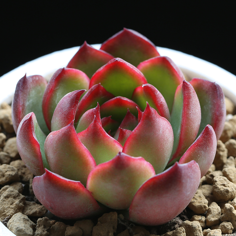 老桩大盆新手盆栽植物庭院阳台办公室内好养花卉绿植 保利安娜(90#盆)