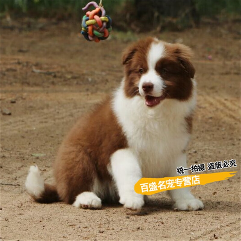 别态萌赛级咖啡色边境牧羊犬幼犬 纯种血统棕色边牧活体宠物狗 伴侣犬