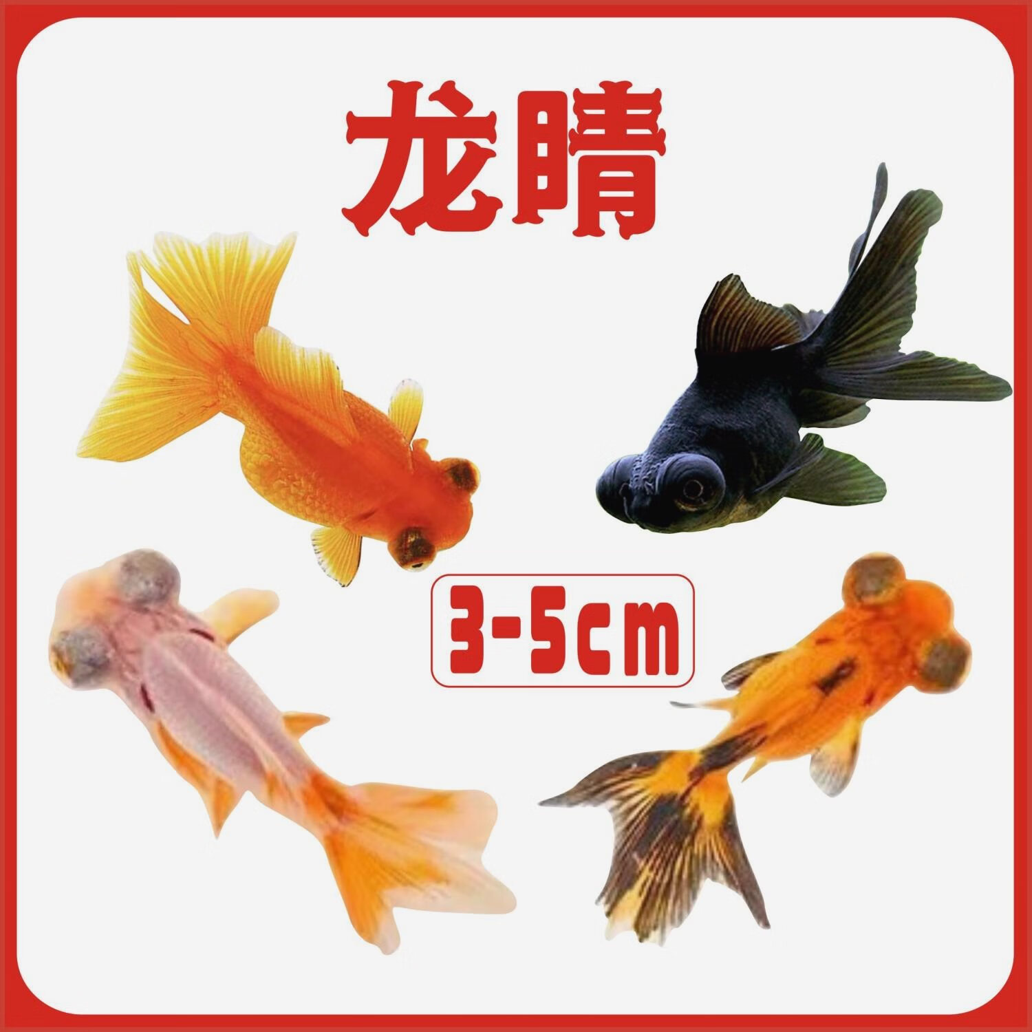 狮子头活体观赏鱼 冷水鱼招财鱼丹顶红金鱼不用加温公 白色 限量龙睛