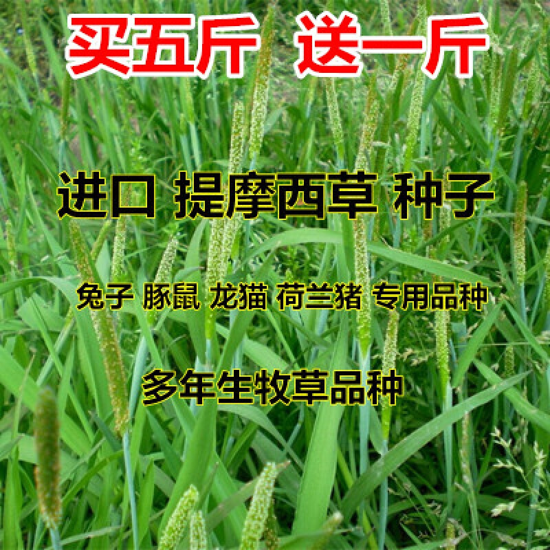 中梦提摩西草种子猫尾草梯牧草兔子豚鼠荷兰猪草牧草种子 试种