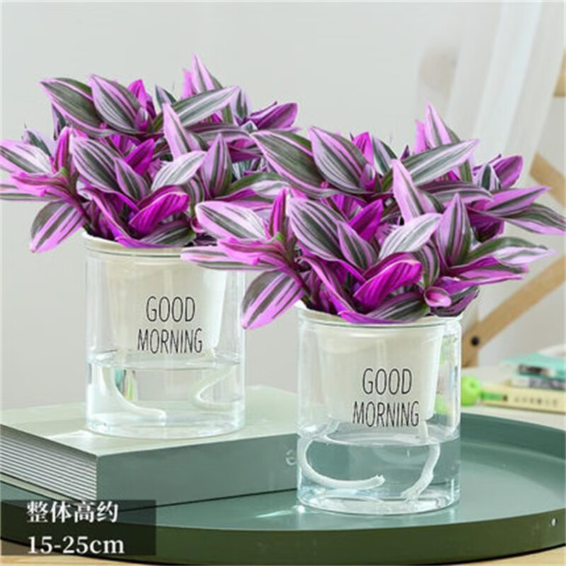 油画婚礼吊兰大盆栽水培花卉多肉植物室内小绿植胭脂云吉利红 2盆】