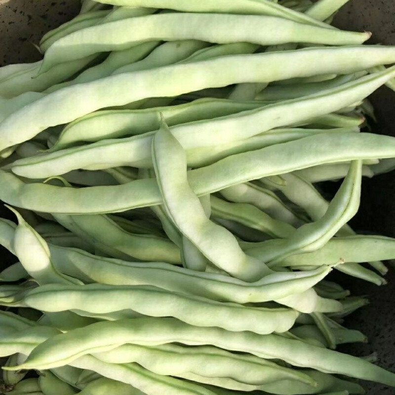 豆角新鲜白荟豆大白豆角白不老甜青豆角扁豆油露天种