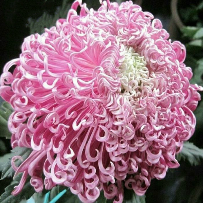 菊花苗大菊花盆栽室内外庭院阳台花卉植物开花菊花苗 粉线菊3棵 不含