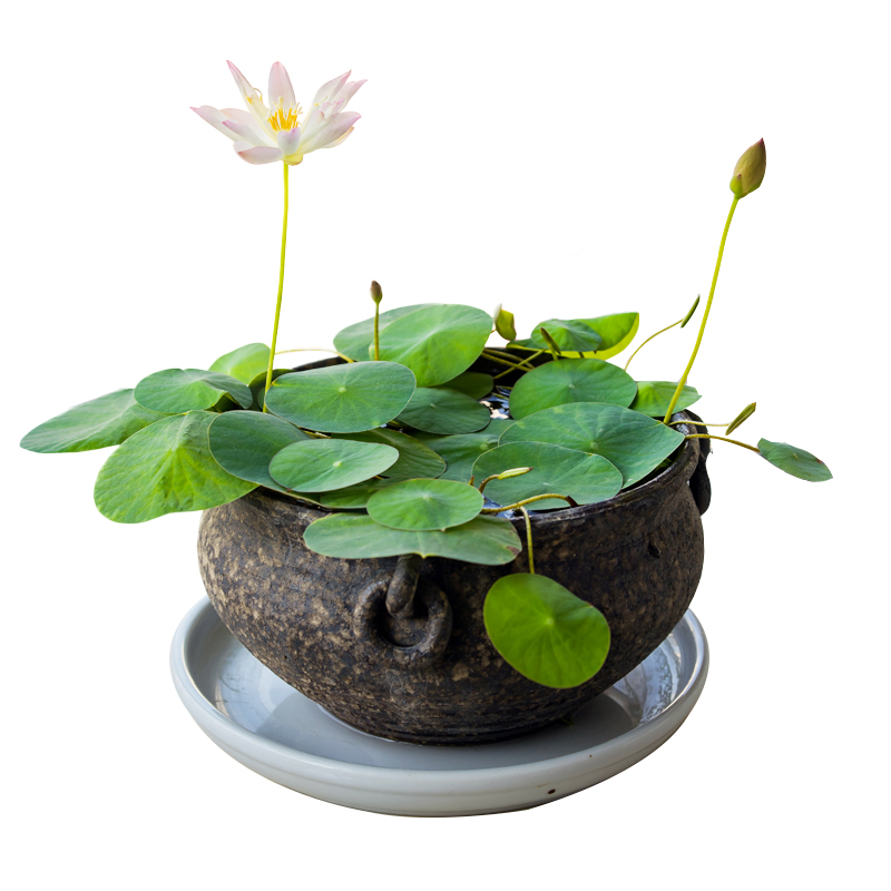 碗莲盆栽迷你水养植物 水生荷花 莲子莲花 睡莲四季 水培植物花卉绿植