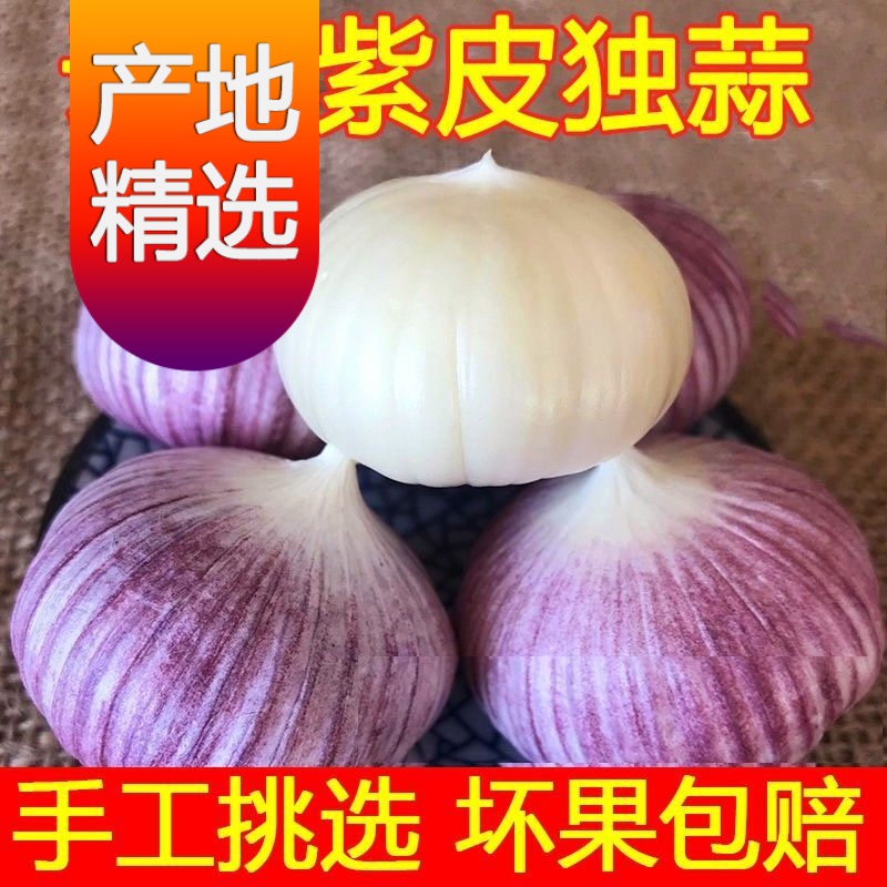 【精选】现挖云南新鲜紫皮独头大蒜湿蒜农家蔬菜5斤整箱1斤 云南紫皮新鲜独头蒜【1斤装 不】 珍珠蒜(2cm以下)