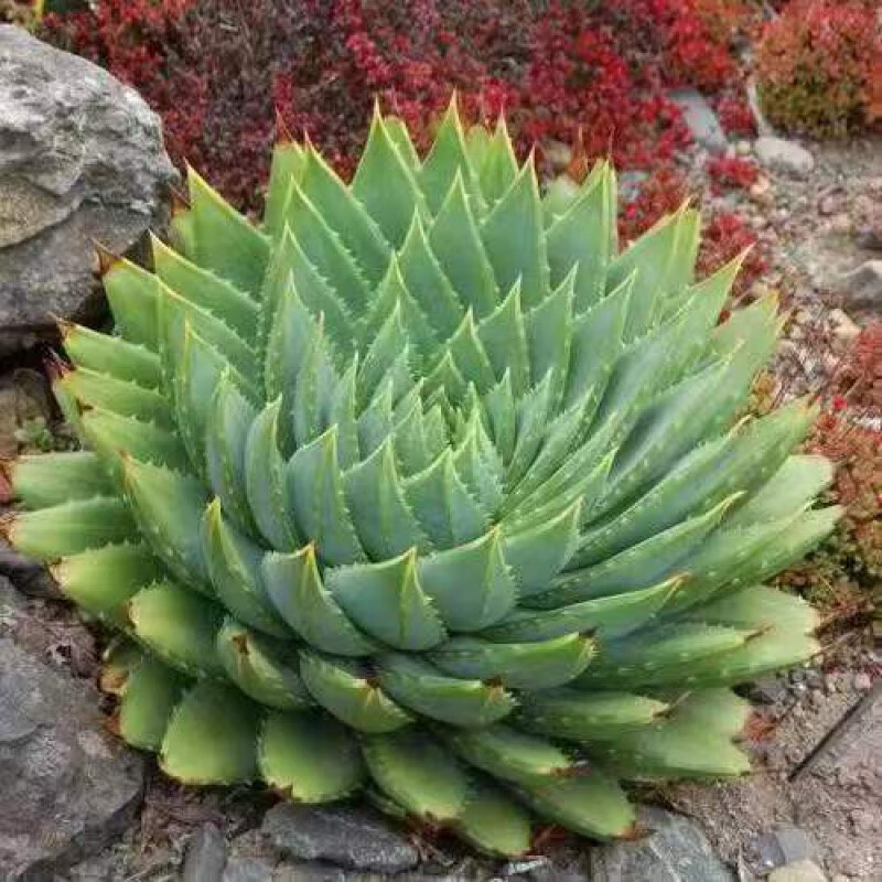 女王观赏芦荟种子庭院四季阳台盆栽易种活 旋转芦荟种子一包约50粒