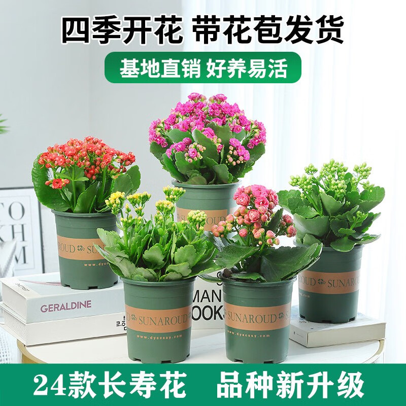 京东的花卉历史价格在哪看|花卉价格走势图