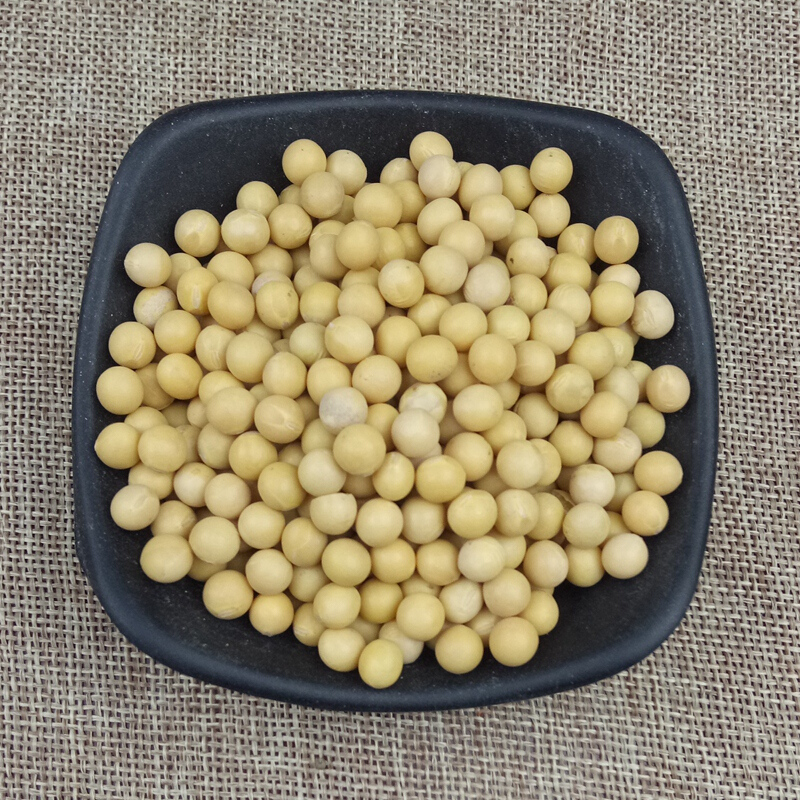 虎钢馋东北发生豆芽专用纳豆新豆黄豆小粒农家自种产打豆浆斤
