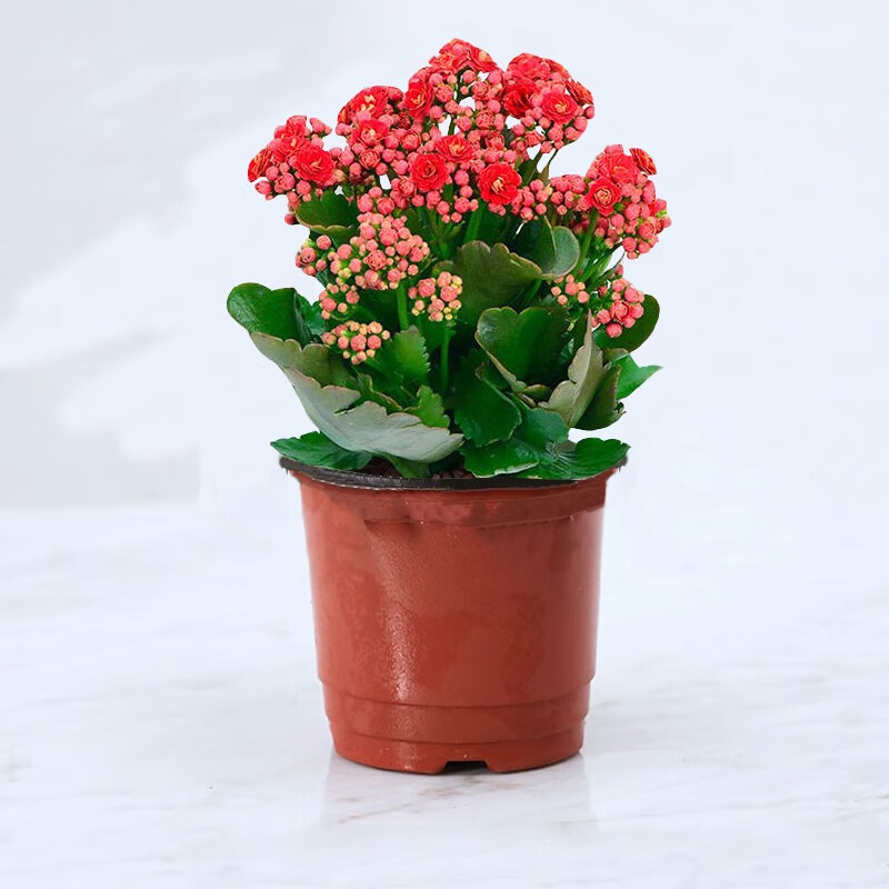 芙洛拉花园【两小时达】长寿花盆栽重瓣花苗花苞观花室内花卉母亲节