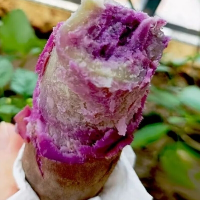 一点红番薯新鲜现挖冰淇淋红薯板栗薯自种蜜薯地瓜 5斤 广东省内拍