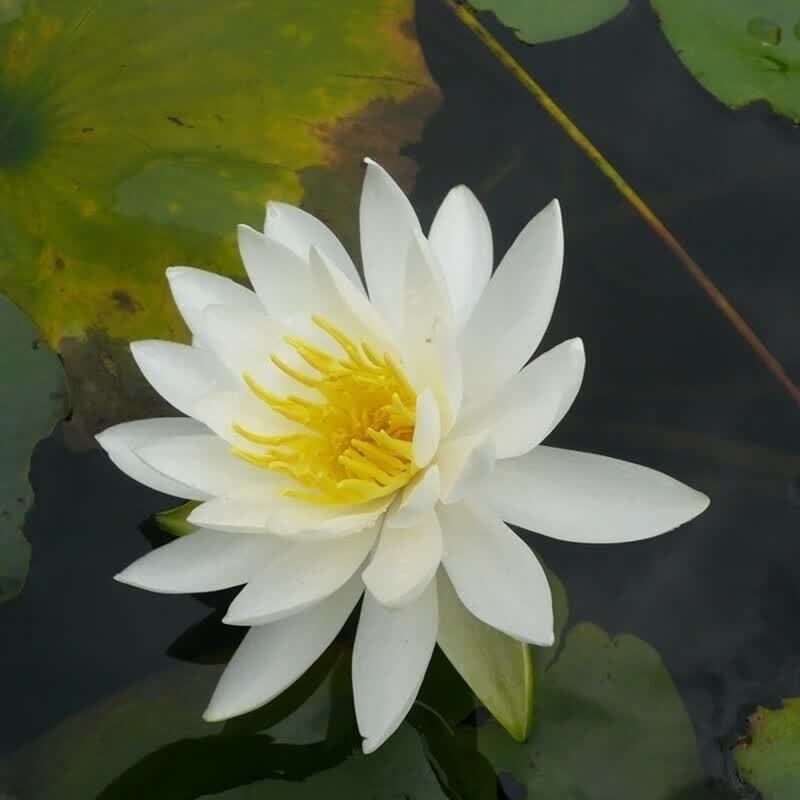 植物四季水养水莲花苗耐寒大睡莲根块荷花池塘花卉植 白仙子根块3棵