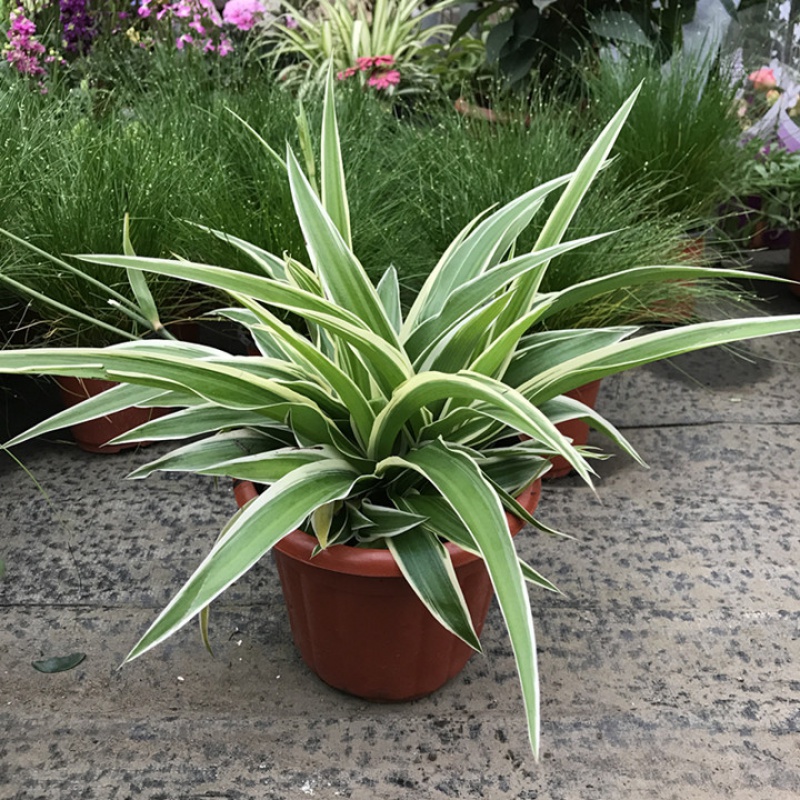 吊兰植物 金边吊兰 可水培 金边吊兰大盆 不含盆